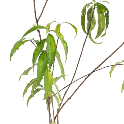 Image of Peach Fruit Live Plant (Andu) - Outdoor Fruit Plant | High Yield Variety | Grows Well in All Climates | Pack of 1 Healthy Live Plant