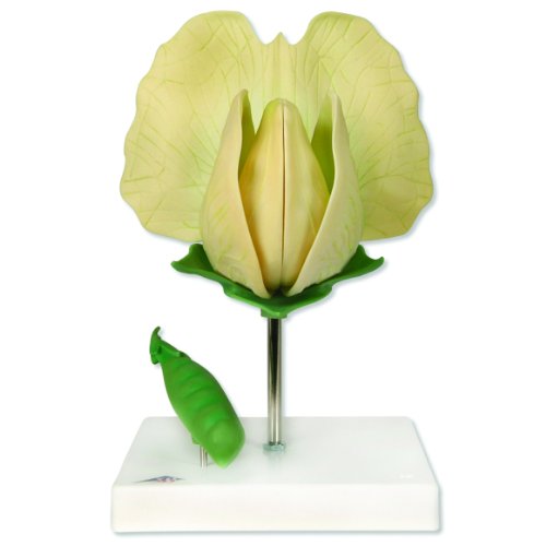 Image of 3B Scientific T21026 Pea (Pisum sativum), 10 inch x 7 inch x 10-1 /2 inch