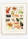 Kunstdruck Din A4 ohne Rahmen - William Saville-Kent – 