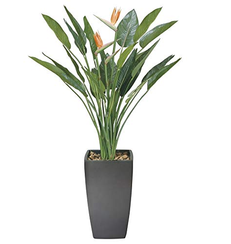 光触媒 光の楽園 アートストレチア花付 高さ 1.8m