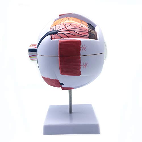 Xindam 6X Enlarged Human Eye Anatomical Model,Anatomically Accurate Eye Model Human Eye Anatomy For Science Classroom Study Display Teaching Medical Model #TOP4