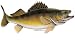 Walleye Decal/sticker Fresh Water Fish Collection (Small-7 x 3.25-Facing as Shown)