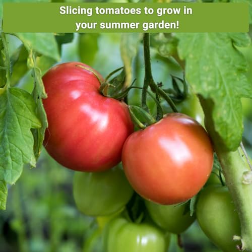 Sow Right Seeds - Rare Colorful Heirloom Tomato Seed Collection for Planting - Cherokee Green, Black Krim, Hillbilly, Black Beauty, Ponderosa Pink - Non-GMO Varieties to Plant a Home Vegetable Garden