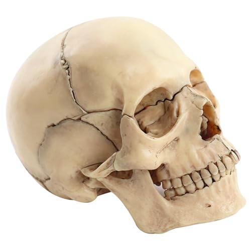 Modèle de crâne d'anatomie réaliste moulé à l'échelle 1:2 de 15 pièces
