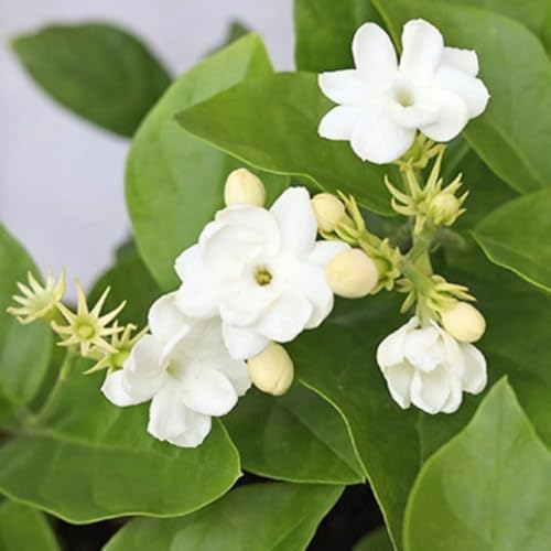 2 Jasmine Plants Live, Climbing Jasmine Flower Plant, Zone 4 to 11, 5 to 7 Inc in Height (Maid of Orleans)