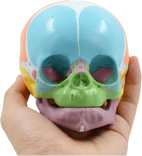 Tête de bébé anatomique - Crâne grandeur nature pour l'enseignement et l'apprentissage éducatifs