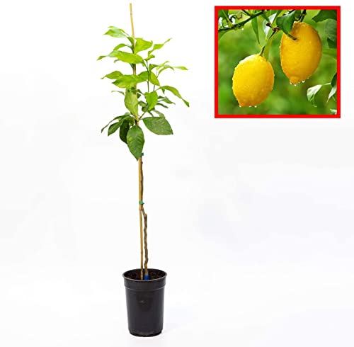 DECOALIVE Planta Natural de Limones Limonero Árbol Frutal