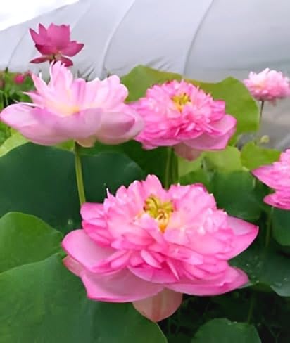- Beautiful Home Garden Water Lily Baby PINK LOTUS (TUBER/ROOT) Live Healthy Flower Plant Short Time Blooming || For Home Garden Plant