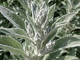 SaatPilot | Salvia apiana | 300 Samen | Weißer Salbei