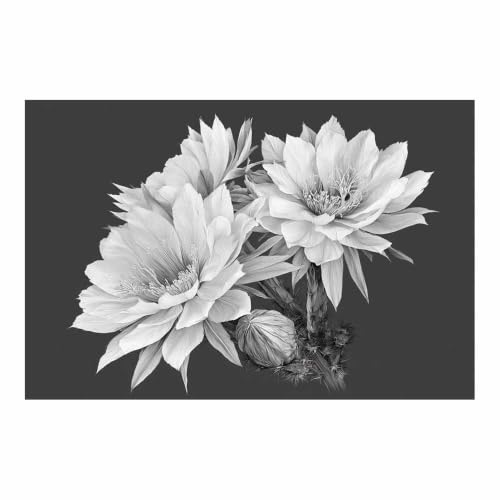 Chambre salle de bain cuisine habillées par un poster noir et blanc cactus sur toile