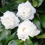9 Months Old Camellia Tree Live Plant, Camellias Plants Shrub, Large Flower Well-Rooted in Pot, Indoor Outdoor, Cold Hardy (White)