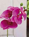 artplants