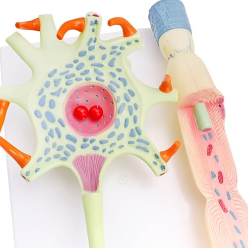 Modèle de neurone anatomique pour illustrer la transmission synaptique