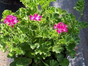 Lime (pink champagne) Scented Geranium Live Plant Lime (pink champagne) Scented Geranium Live Plant