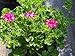 Lime (pink champagne) Scented Geranium Live Plant