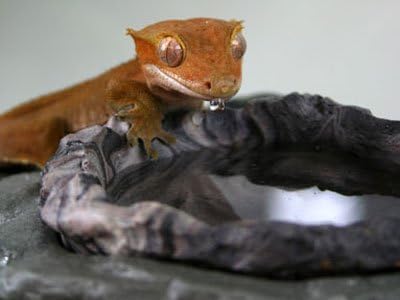 Food & Water Ledge Granite - Magnetic Decor