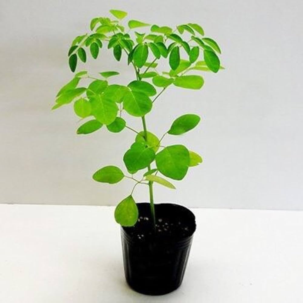 モリンガ 苗 2株 種 5粒 Amazon.co.jp: モリンガの苗 2株セット : DIY・工具・ガーデン