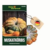 Muskatkürbis Muscade de Provence Samen - Cucurbita moschata - Muskatkürbissamen - Gemüsesamen - Saatgut für 8 Pflanzen
