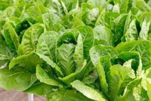 vegetable seeds