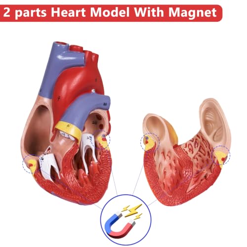 Image of breesky Scientific Human Heart Model 2-Part Life Size Human Heart Replica Color Printed Held Together with Magnets & Mounted Display Base