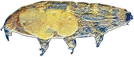 Carolina Water Bear (Tardigrade) Culture – Fascinating Hardy Organisms | Ideal for Microscopic Study | Perfect for Educational Exploration