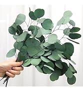Jtoder Preserved Dried Eucalyptus Stems, Green Eucalyptus Leaves, 4-10 Pcs Silver Dollar Leaves f...