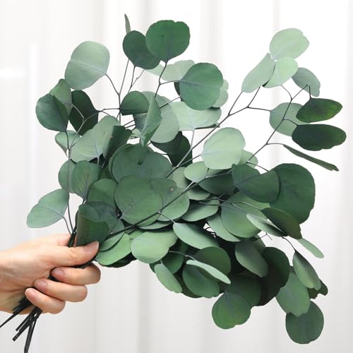 Jtoder Preserved Dried Eucalyptus Stems Green Eucalyptus Leaves 4-10 Pcs Silver Dollar Leaves for Vase Filler 14-17 Dried Plants Garland for Wreath Wedding Home Farmhouse Party Dcor
