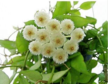 15: Promione! 20 Pz Sapodilla Semi Piante Albero Semi Giardino Giapponese Piante Sane Fruit Forma Come Un Mango. Frutta 15