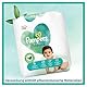Pampers Baby Windeln Größe 2 (4-8 kg) Harmonie, HALBMONATSBOX, Sanfter Hautschutz Und Pflanzenbasierte Inhaltsstoffe, 240 Stück