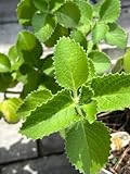 Cuban Oregano Plant, Mexican Mint, Live Aromatic Herb, 5-7 inches Tall, Ships Bare Root by Exotic Succulent Collection