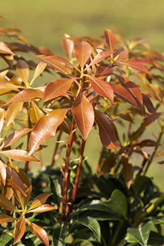 Pieris japonica 'Mountain Fire' 40–50 cm – Winterhart, Immergrün, Pflegeleicht – Japanische Lavendelheide – Zierstrauch für Garten & Kübel
