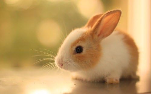 ConversationPrints CUTE BUNNY RABBIT GLOSSY POSTER PICTURE PHOTO PRINT adorable baby beautiful