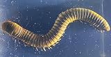 HQRP-Crystal Real Millipede in Lucite Resin