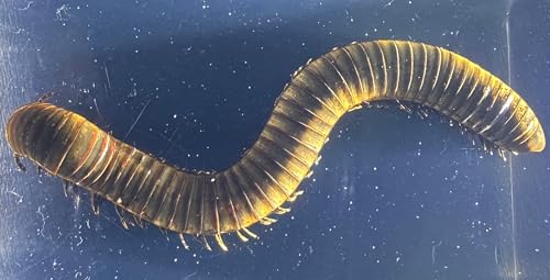 Image of 2.9 inch Real Millipede in Crystal Clear Lucite Resin Specimen Preserved Animal Insect Bug Taxidermy Crafts Collection for Biology Science Education & Desk Ornament Display Supplies Paperweight