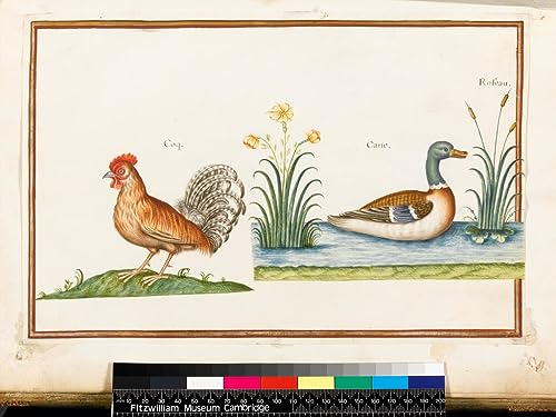 Affiche impression d'art Nicolas Robert - Toile haut de gamme coq et canard colvert