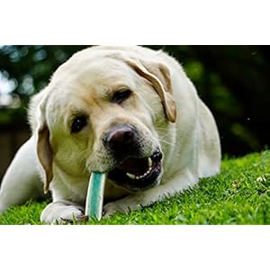   New-Vita-Min-Split-Elk-Antlers-for-Dogs-Large-with-Vitamins-Minerals-for-Skin-Immune-Support-and-Heart-Bone-Health--Natural-Dog-Dental-Treats-for-Oral-Care-Large