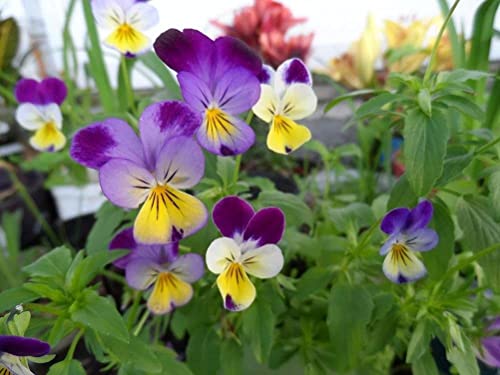 Wild Pansy Mix 100+ Seeds Flowers Easy To Grow Planting For Outdoor Indoor #TOP2