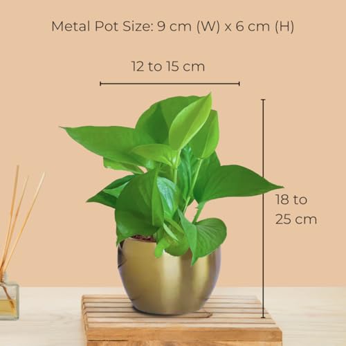 Image of Greenkin Vastu Plants Combo for Home Indoor | Lucky Plants | Feng Shui and Vastu Items