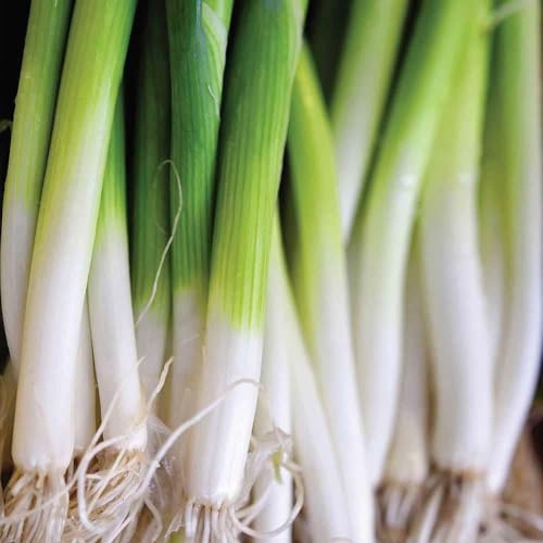 Onion (Spring) - Winter Ishikura Improved 100 Seeds