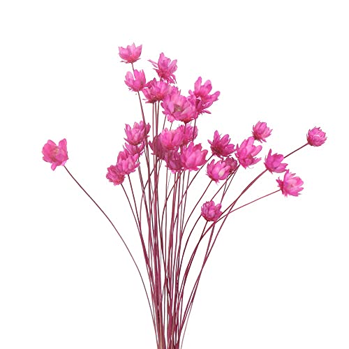 Mini Daisy Flores Secas Decorativas 30 Piezas miniatura 1