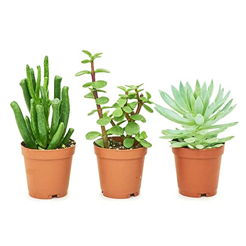 Rooted Baby Desert Box, 3X Baby Succulents, Live, Live Indoor,