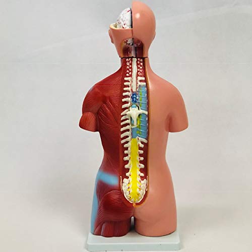 Amazon.co.jp: [JUEKO]人体模型 [全20パーツ 46㎝] ユニセックス