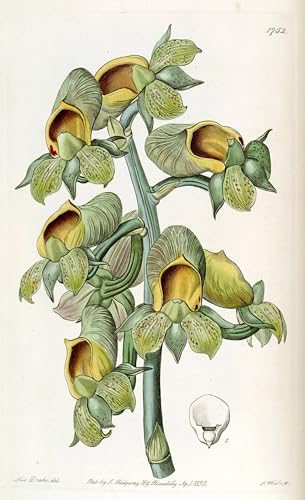 Art décorative tableaux sur toile Catasetum Cernuum œuvre célèbre