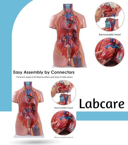 Image of Labcare Anatomical Life Size (Magnetic Parts) Unisex Human Torso Model in 24 Parts with Interchangeable Reproductive System in Fiber Glass Material. 85 cm length