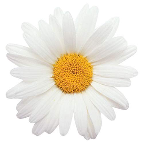 Paper House Productions 2.75  Die-Cut Oxeye Daisy Flower Shaped Magnet for Refrigerators and Lockers