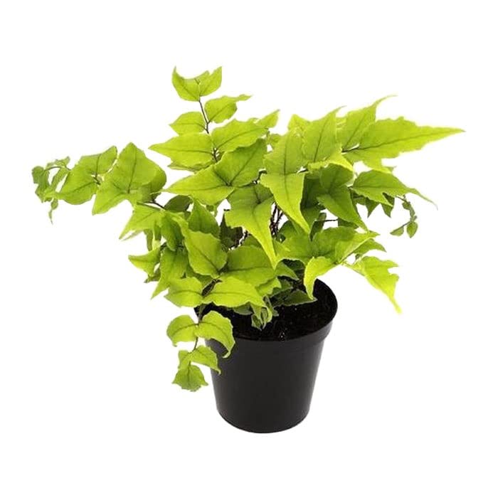6x Fortunei-Sichelfarn - Cyrtomium fortunei - Topf 9x9cm - Wintergrüner Gartenfarn
