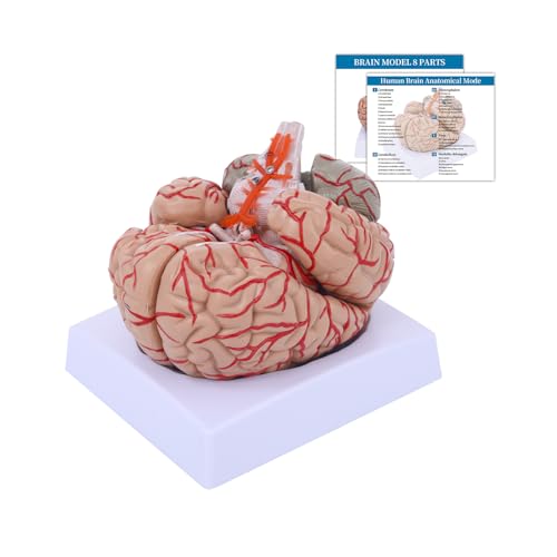 Image of SFXYJ Charts Human Brain Anatomical Model, 8-Part Model of Brain Life Size Anatomically Accurate Brain Model w /Labels & Display Base for Science Classroom Study Display, Manual Included
