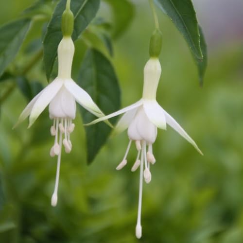 Plant Theory Hawkshead Hardy Fuchsia Fuchsia Shrub Plant 2L Pot