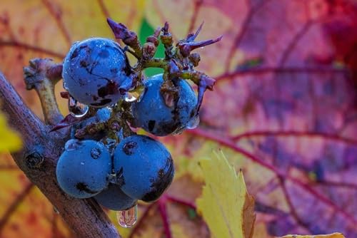 Ripe Pinot Noir grapes on the vine at Yamhill Valley Winery in McMinnville-Oregon-USA 14x9 UnFramed Art Print Poster Ready for Framing by Haney