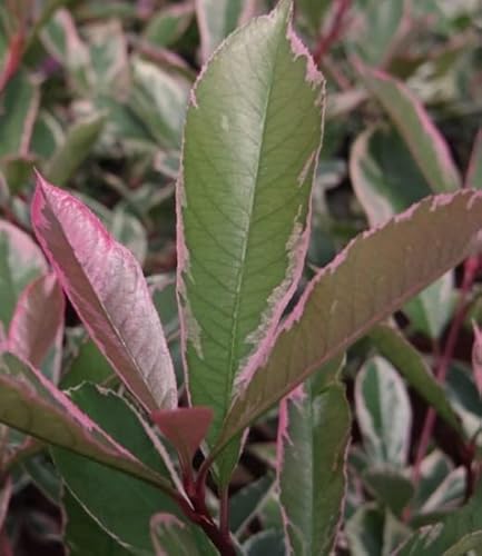 Photinia fraseri Pink Marble - Weißgrüne Glanzmispel - 30-40